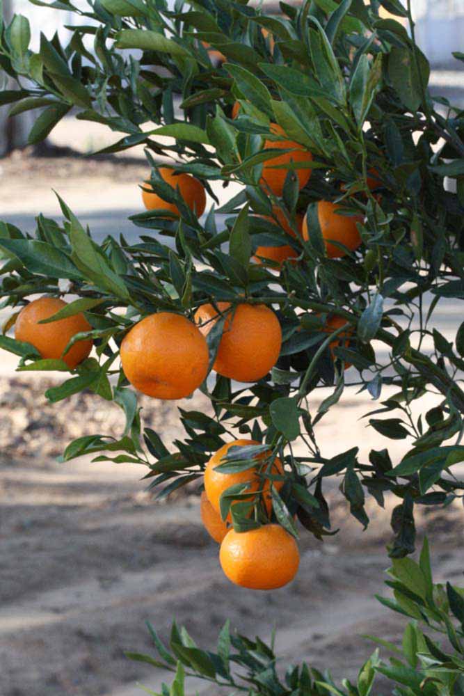              Fruit (Riverside, CA)       